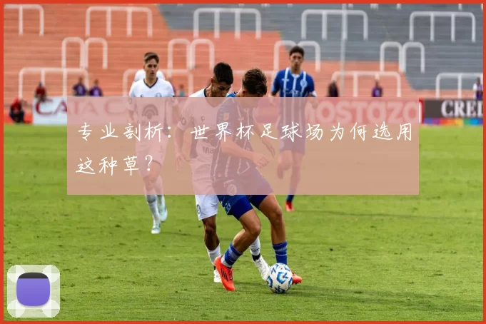 专业剖析:世界杯足球场为何选用这种草?